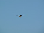 SX09264 Buzzard (Buteo buteo) preying in blue sky.jpg